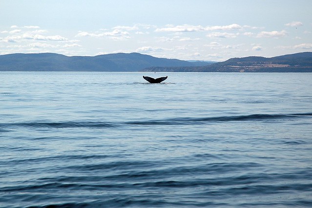 i saw a whale