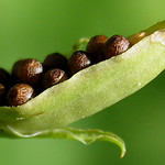 Viola mandshurica seeds