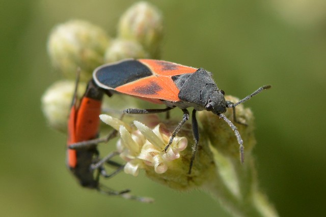 Mating pair of Redcoat Seed Bugs on Plummer's Baccharis
