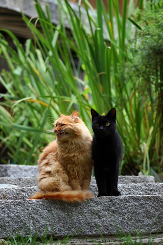 🤔🐈 | by sinda.pierre