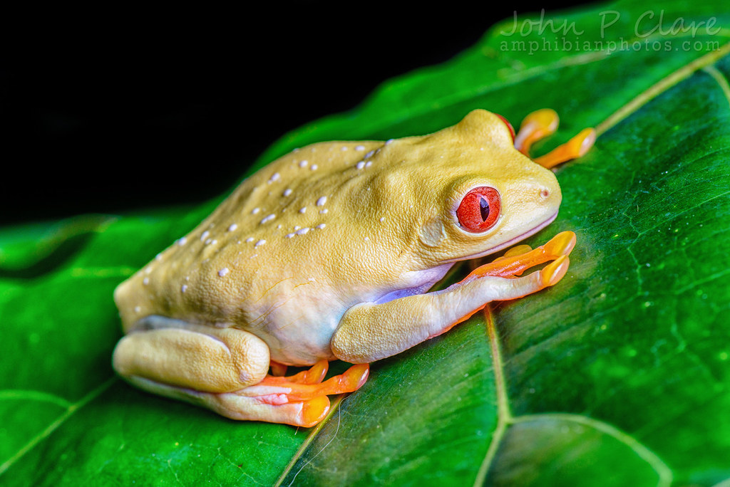 Albino morph of the Red-Eyed Tree Frog (Agalychnis callidryas)