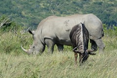 White Rhino And Wildebeest