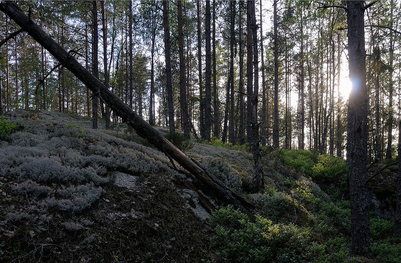 20180522-071F | Schwedens südlichste Wildmark - der Wald im Tiveden-Nationalpark. Västergötland - Närke / Schweden, 22.05.2018