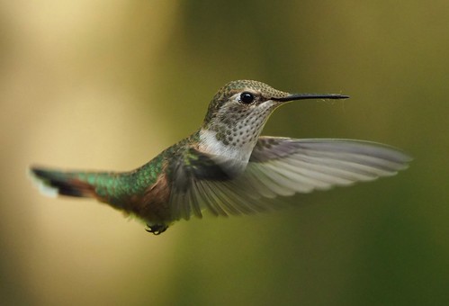 A recently fledged male Rufous Hummingbird. He will develo… | Flickr