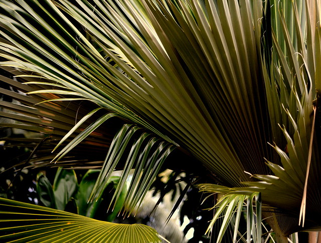 NICELY FANNED PALM LEAVES.