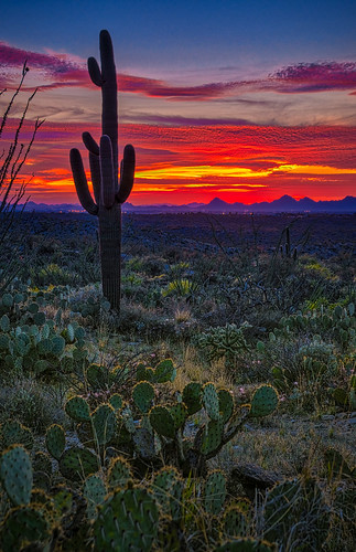 arizona saguaronationalpark saguarocactus tucson evening orange silouette sunflare sunburst sunset twilight unitedstates us