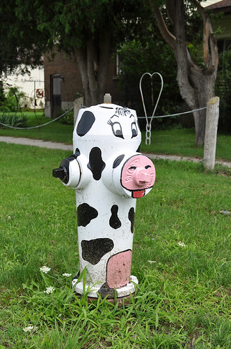 lucknow ontario fire hydrant cow