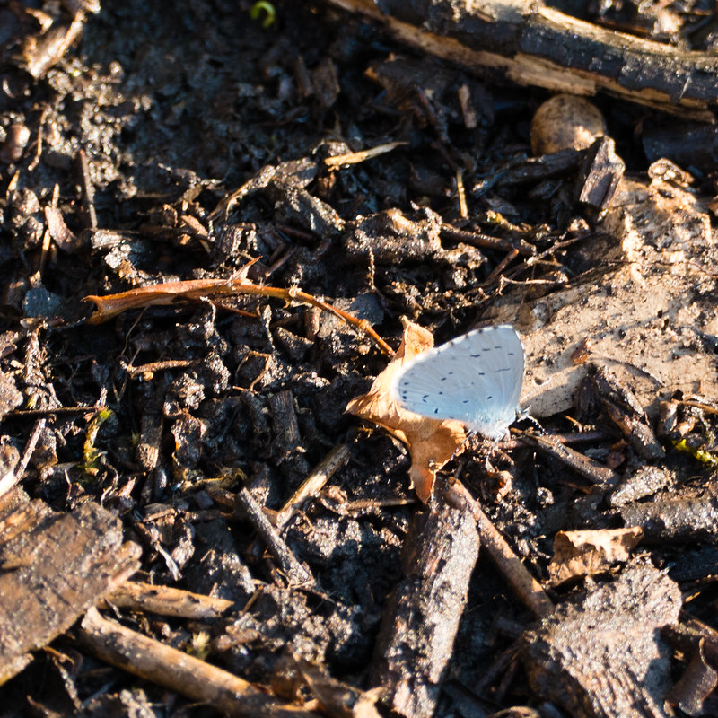 Blue butterfly on damp ground