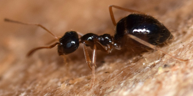 3.3 mm winter ant