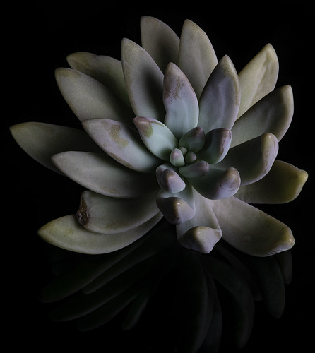 succulent succulenthead plant landscaping homestudio blackbackground perspex reflection sidelighting yongnuo yongnuorf603n filllight softbox tabletopphotography macrolens macrophotography green color shadows