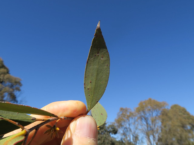 Eucalyptus stellulata leaf NT2