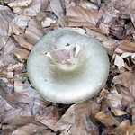 Nebelgrauer Trichterling (Clouded Funnel Cap, Clitocybe nebularis)