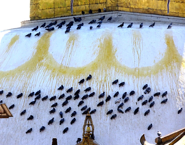 Las palomas y la stupa sagrada