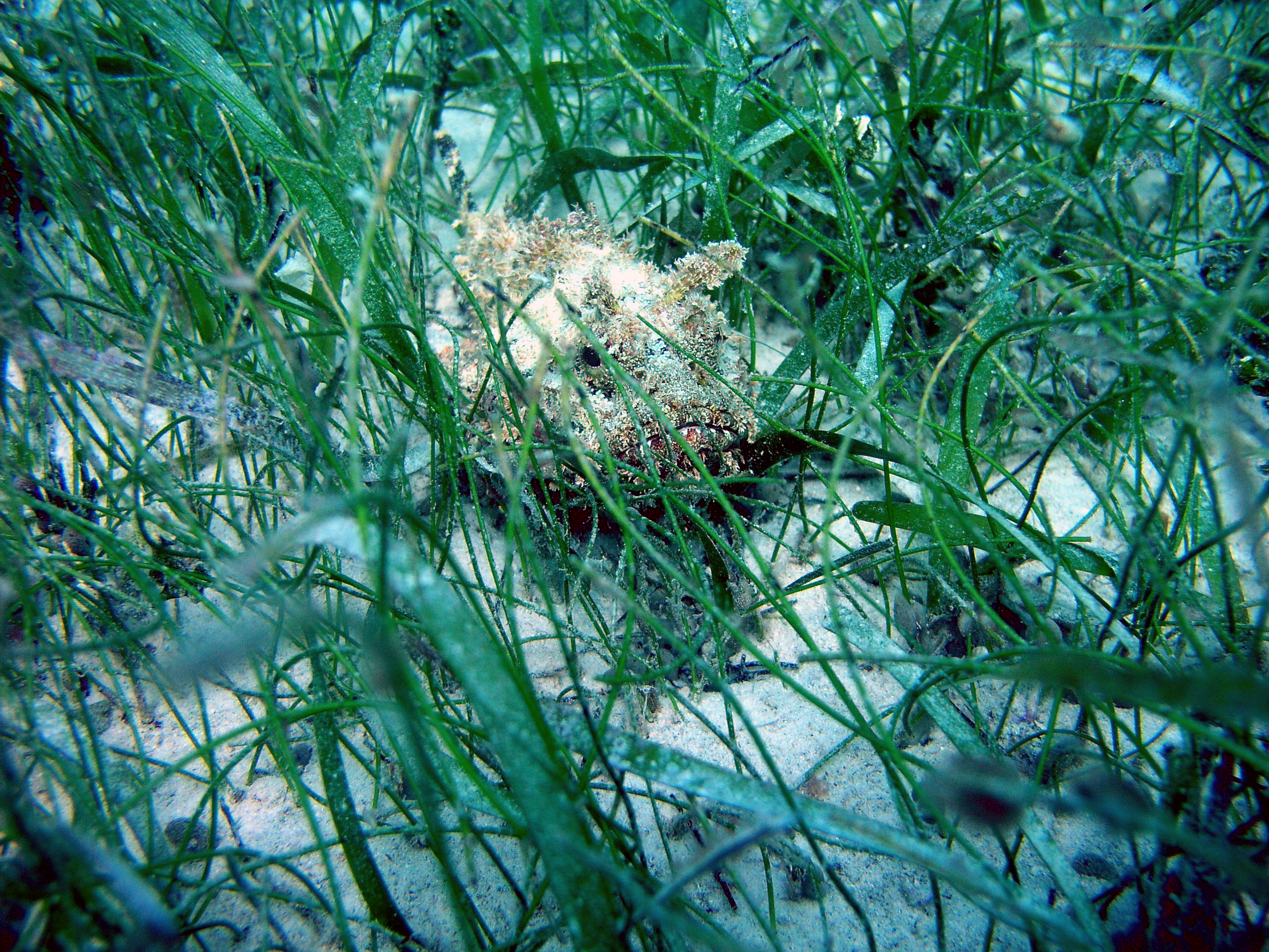 Scorpionfish In Seagrass