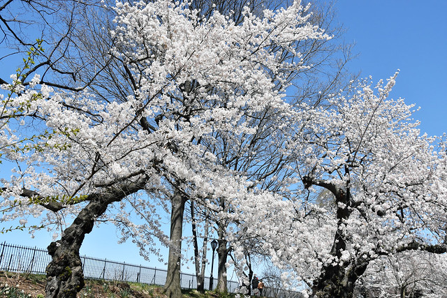 Picture Of A White Cherry Blossom Tree Taken In Central Park In New York City. Photo Taken Saturday April 21, 2018
