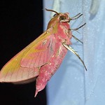 Mittlerer Weinschwärmer (Elephant Hawk-moth, Deilephila elpenor)