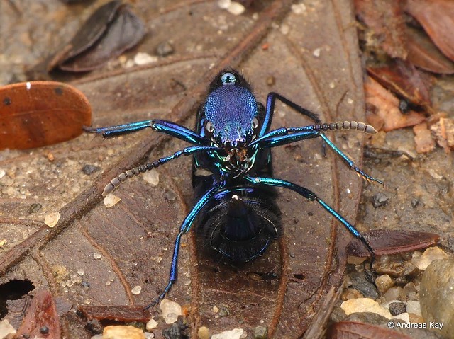 Rove beetle, Plochionocerus sp., Staphylinidae