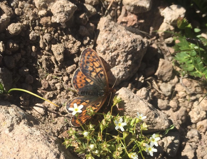 Uncompahgre fritillary butterfly