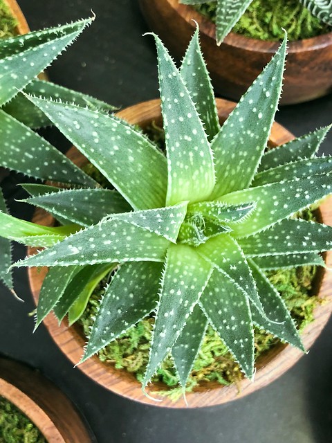 Baby Aloe Plant #jcutrer