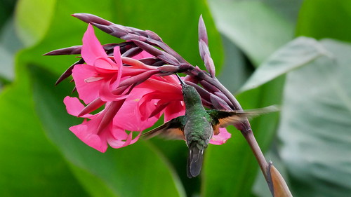 Stripe-tailed Hummingbird feeding via flowerpiercer holes