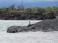 Galapagos Penguin and Cactus