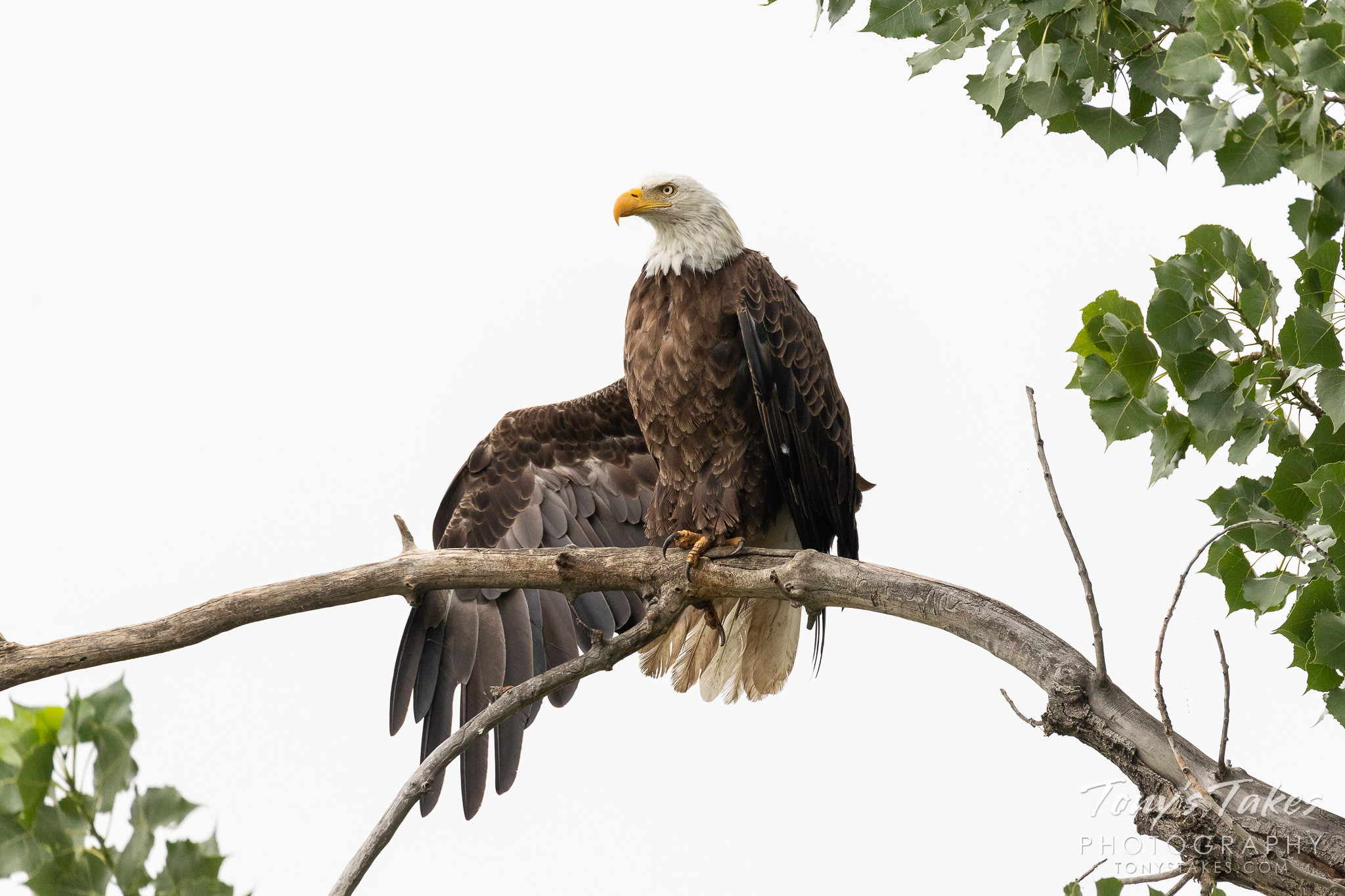 Bald Eagle points the way