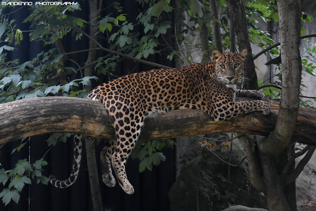 Sri Lanka Panther - Zoo Jihlava | Mandenno Photography | Flickr