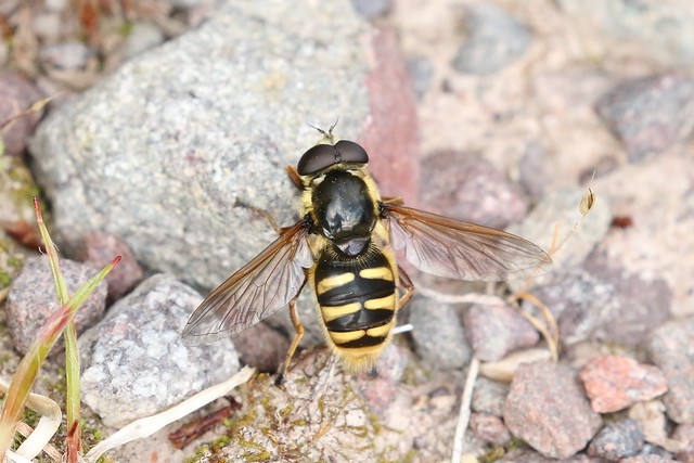 Yellow-barred Peat Hoverfly ~ Sericomyia silentis ~ Loch Maree (1)
