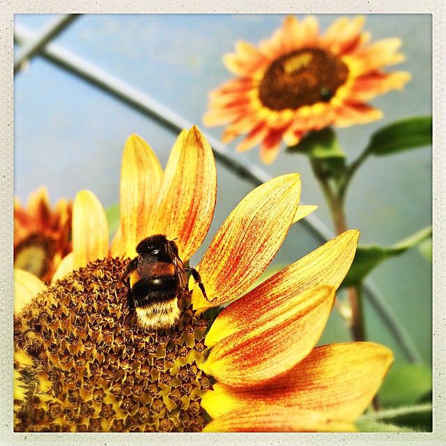 The Bee & Sunflower