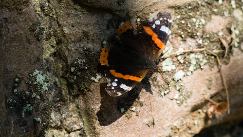 Red admiral butterfly with bedraggled wings