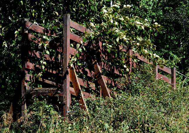 CATTLE RAMP TO THE CATTLE CAR,  COALMONT,  BC.