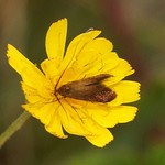 Johanniskraut-Langhornmotte (Adela violella)