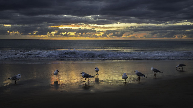 Seagulls and surf at sunrise