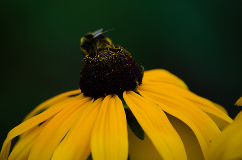 Yellows: bumblebee on coneflower