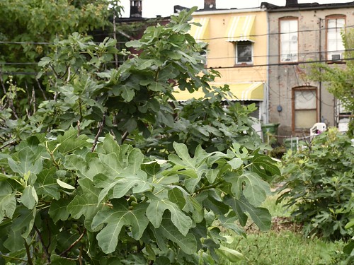 Real Food Farm | by Kirsten H Johnson