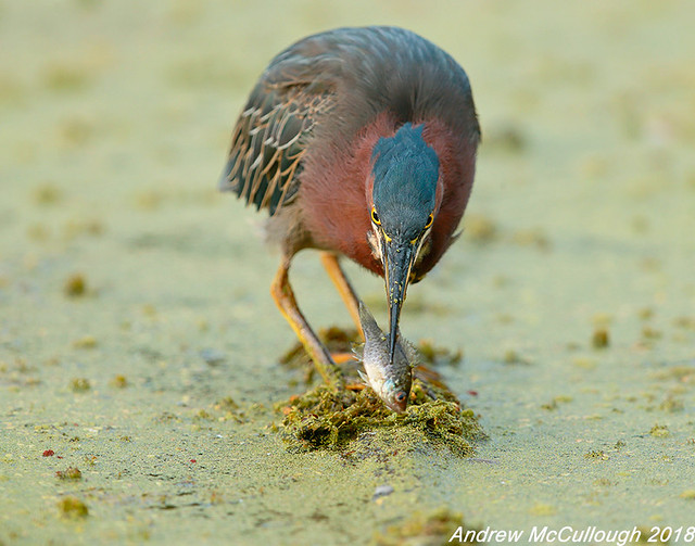 Green Heron with a Fish