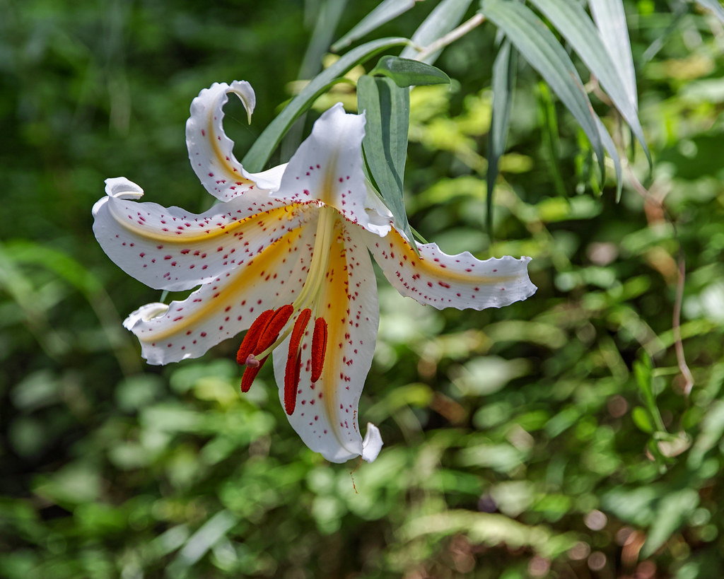 Lilium auratum | 薬師池公園 ヤマユリGold-banded lily | Shinichiro Saka | Flickr
