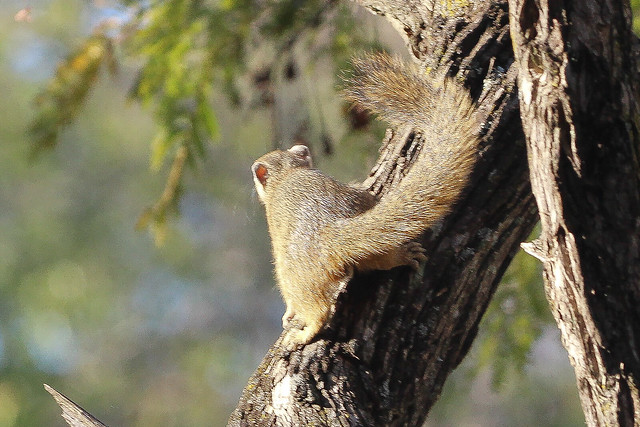 Paraxerus cepapi (Tree Squirrel)