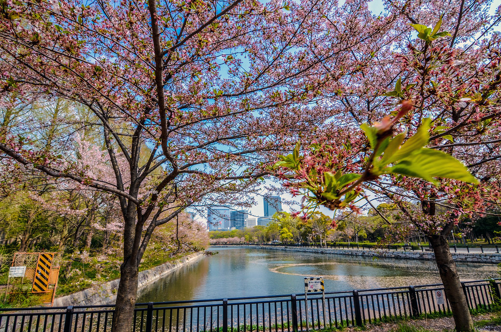 Cherry blossom Osaka river