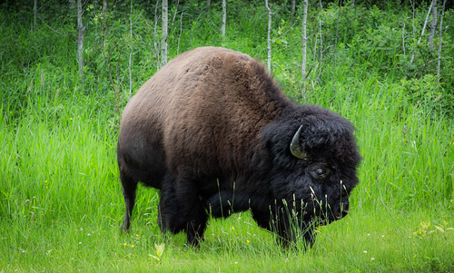32/52: What's the difference between a bison and a buffalo? | by judi may