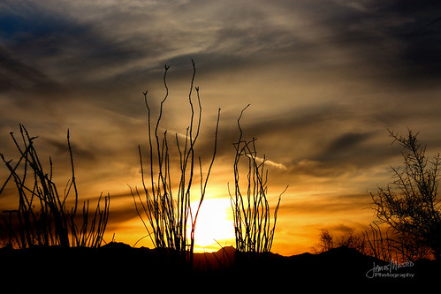 sunset ocatillo cactus arizona clouds paintshoppro gilarivercasino