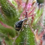 Marmorierter Zwergrüssler (Flower Bud Weevil, Nanophyes marmoratus)