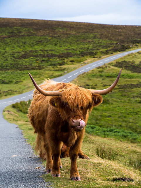Highland Cattle || Dartmoor, UK.