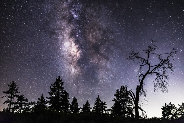 Pine Trees, One Oak Tree, and the Milky Way in Mount Laguna