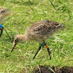 WE-GT-2018 Project Godwit chick GfO-WL(E)