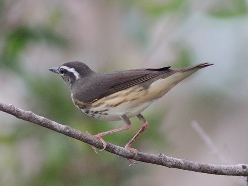 Louisiana Waterthrush 04-20180731