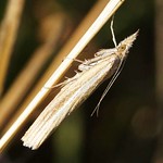 Weißstreifiger Feuchtwiesen-Graszünsler (Pale-streak Grass-veneer, Agriphila selasella)