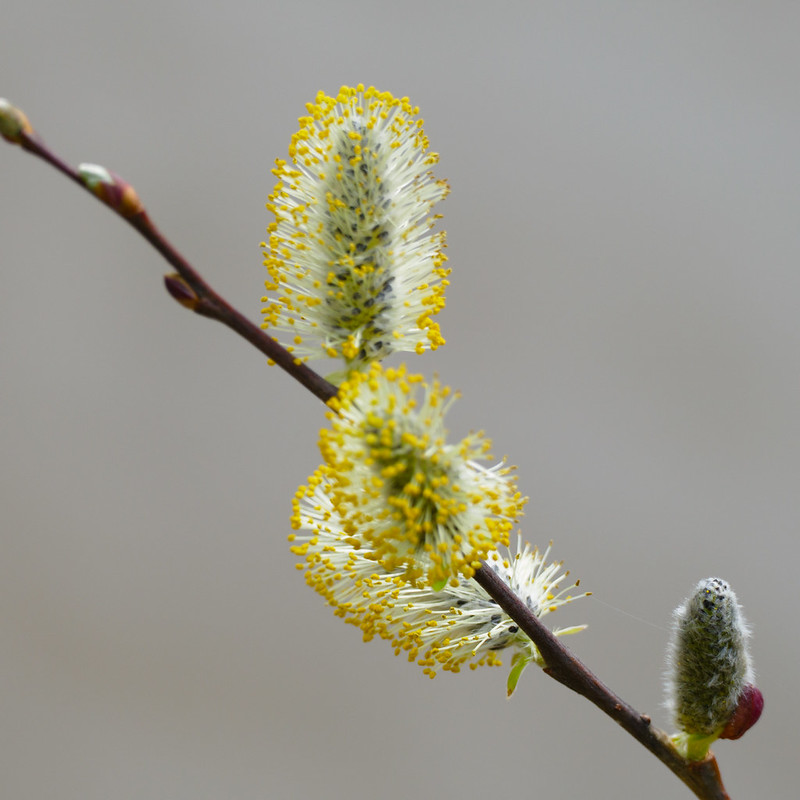 Catkins (and leaf buds): pussy willow