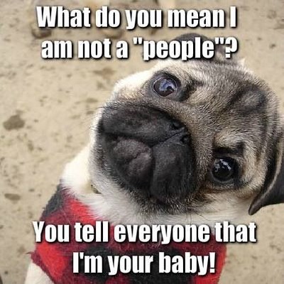 Best Funny Quotes : Want Pika the pug so bad I would chew … | Flickr
