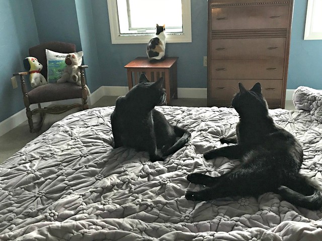 Good Morning From The Cats